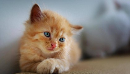 猫毛太多怎么办?除毛神器希喂、352、安德迈猫用空气净化器分享