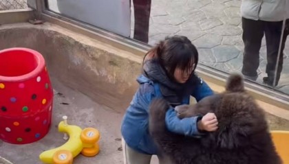武汉女饲养员与棕熊“打架”引热议，回应：为了它以后更好融入大熊区，有意识地训练
