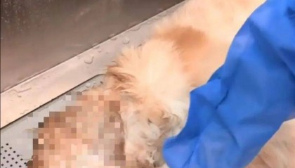 金毛餐馆蹭空调避暑遭殴打后死亡，主人公布最新处理结果：店家不接受调解，自己准备起诉