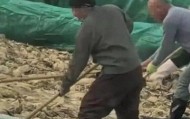 男子在酸菜池内抽烟吐痰,官方通报!
