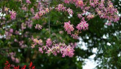 冷空气明天凌晨到达广州市区,后天起转为晴冷