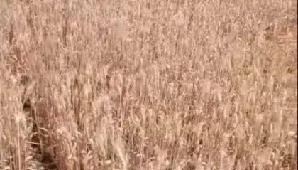 河南干旱,部分农户提前割麦