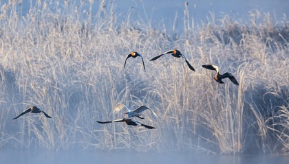 今日大雪:仲冬时节开始 北方降雪增多寒彻骨 南方降雨为主