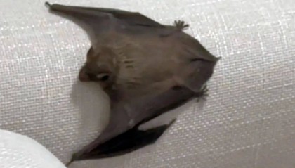 凌晨,大连一女孩家中突然出现一道“黑影”,不断尖叫,仔细一看