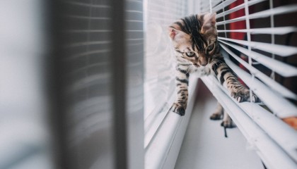 90%铲屎官不知道养猫好物,希喂、安德迈、小米猫用空气净化器分享