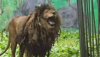 贵阳一动物园狮子不爱洗澡,酷似“乞丐”,园方:身体状况良好,后续会想办法解决