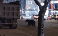 黑熊闯闹市被击毙,为何不用麻醉枪?专家回应