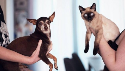 “猫浮毛消除术”?希喂、安德迈、米家猫毛空气净化器测评体验