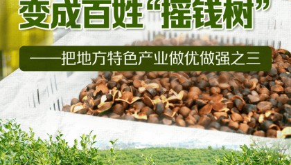 习近平总书记关切事｜让油茶树变成百姓“摇钱树”——把地方特色产业做优做强之三
