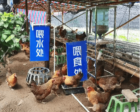 物联网在畜牧业的应用和发展