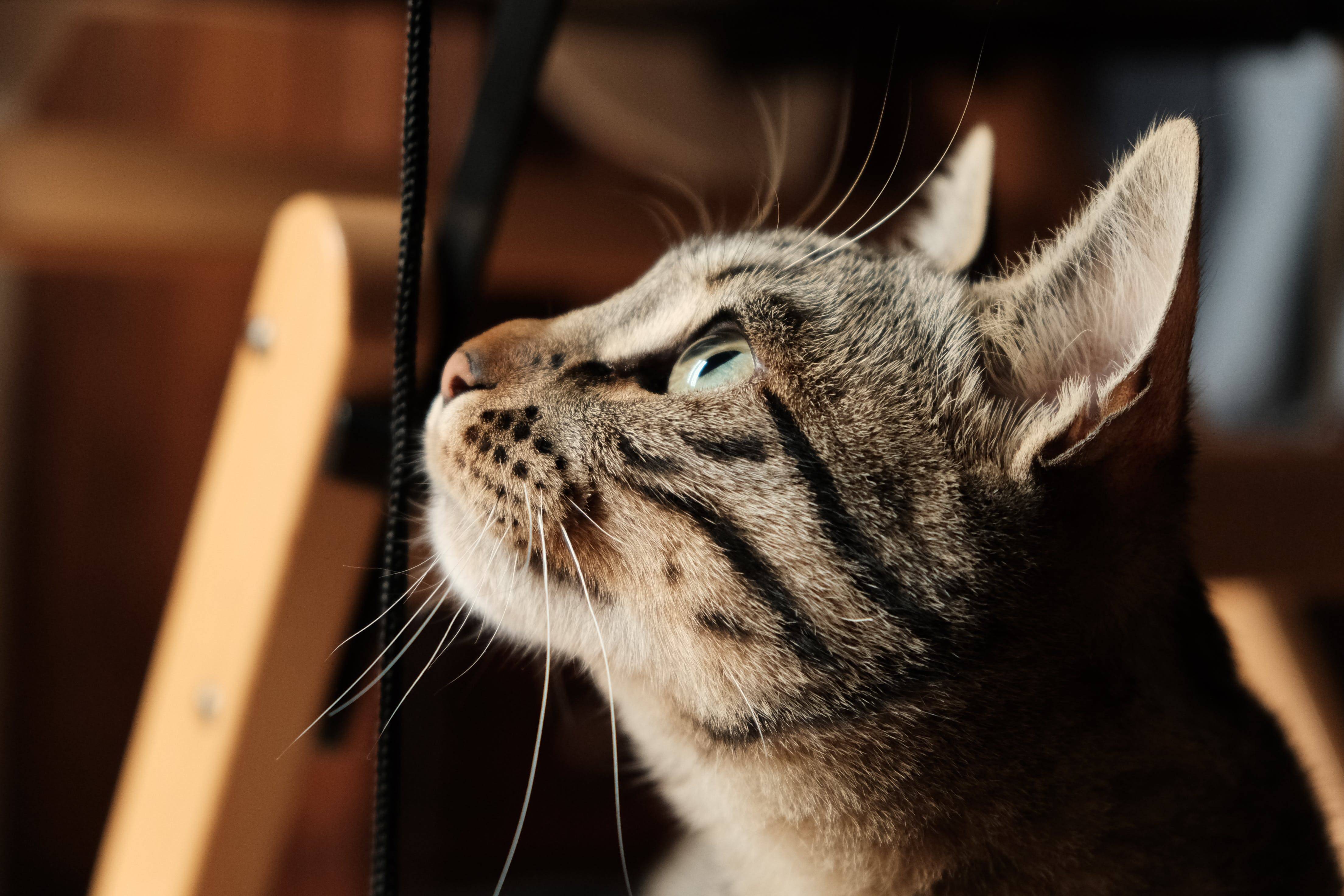 90%铲屎官不知道养猫好物，希喂、安德迈、小米猫用空气净化器分享