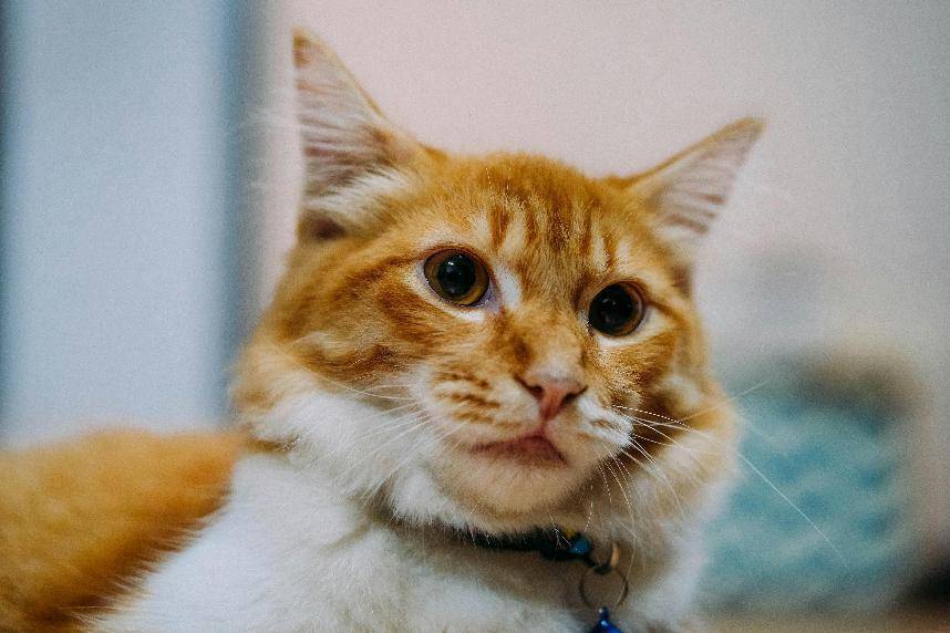 90%铲屎官不知道养猫好物，希喂、安德迈、小米猫用空气净化器分享